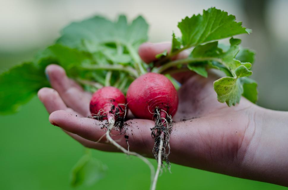 Free Image of Hand Holding Radishes With Green Leaves 