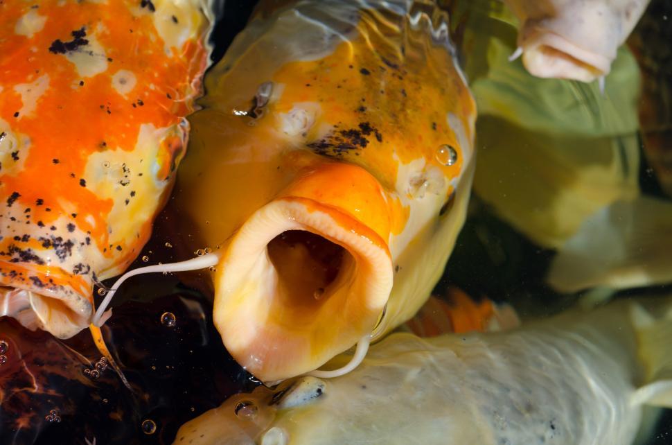Free Image of Close-Up of Fish in Bag 
