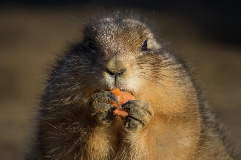 Free Image of Groundhog Eating a Piece of Food 