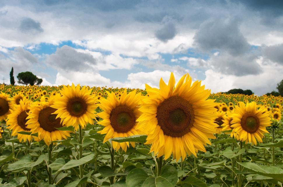 Free Image of Field of Sunflowers Under Cloudy Sky 