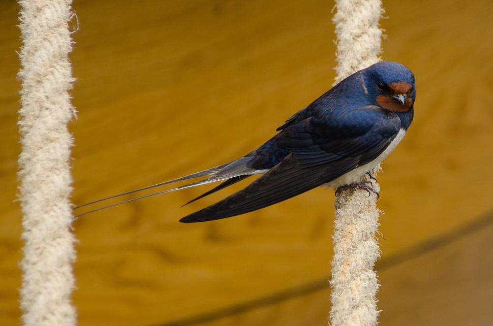 Free Image of Small Blue Bird Perched on Rope 