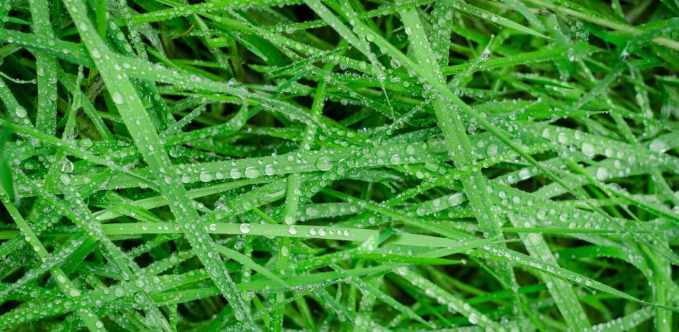 Free Image of Water Droplets on Green Grass Close Up 