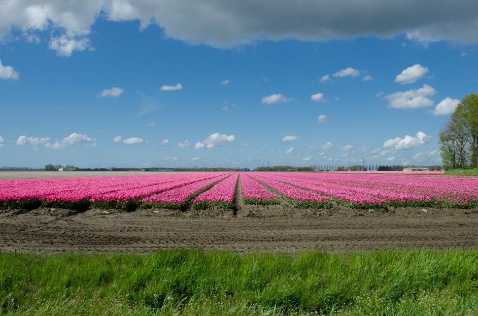 Free Image of Field of Pink Flowers Under Cloudy Blue Sky 
