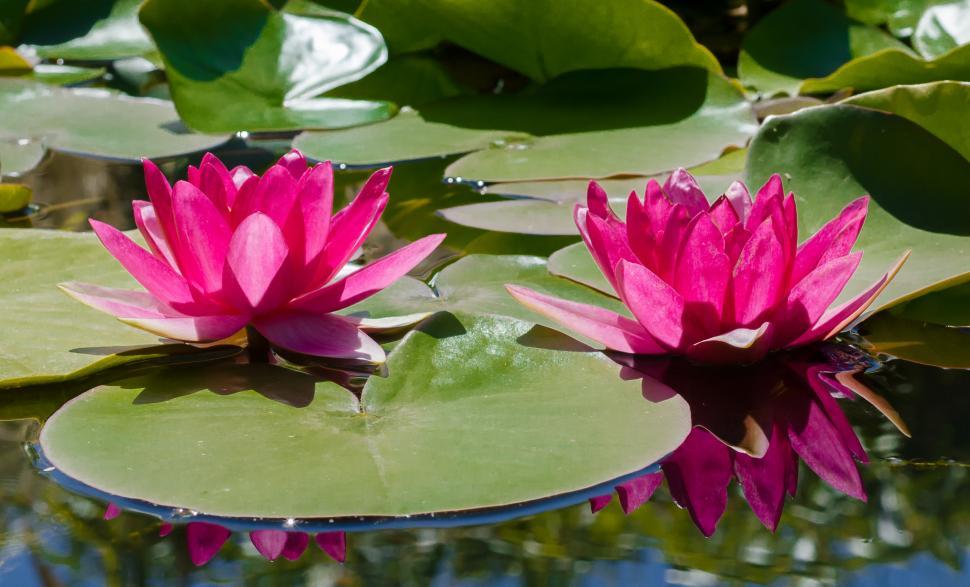 Free Image of Two Pink Water Lilies Floating on Top of a Pond 