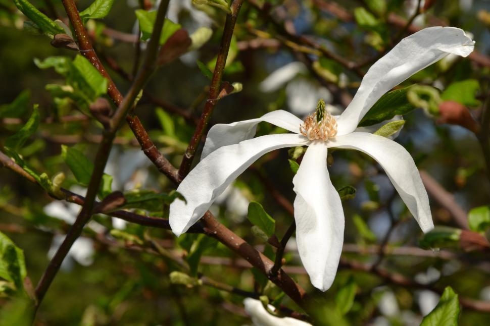 Free Image of Magnolia in bloom  
