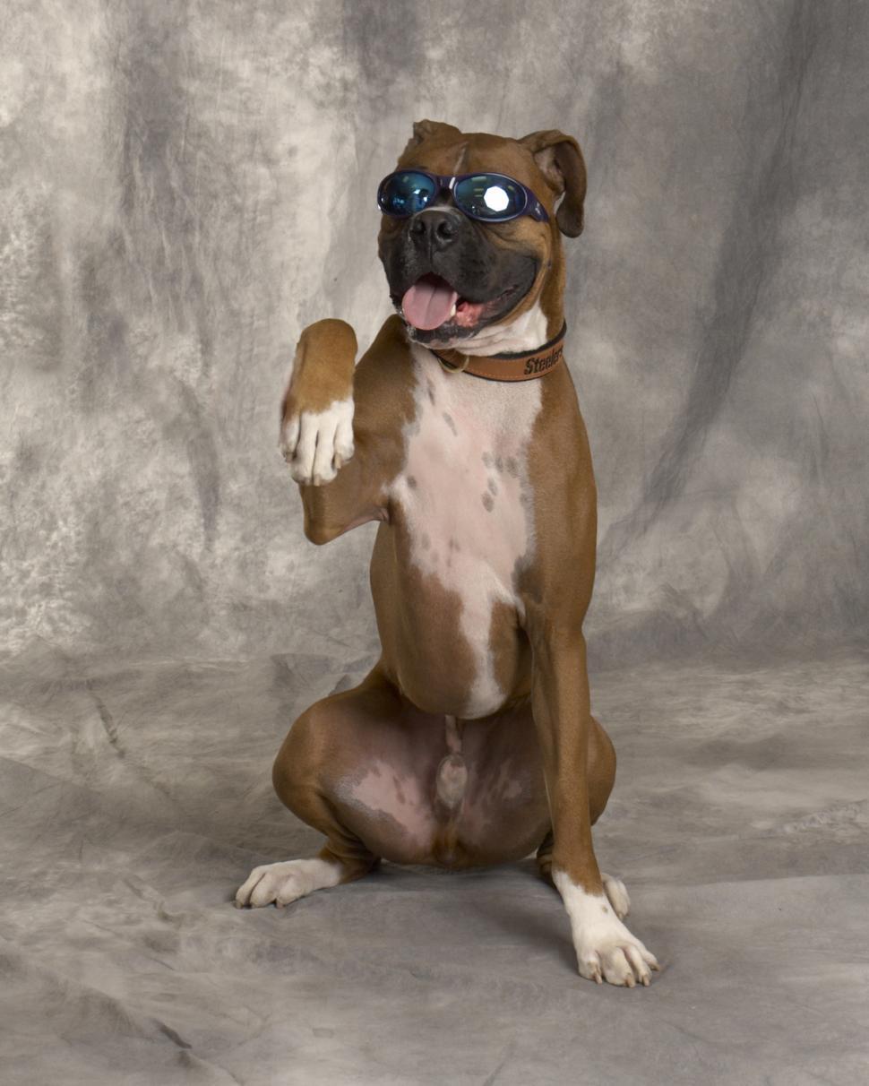 Free Image of Boxer and Sunglasses 