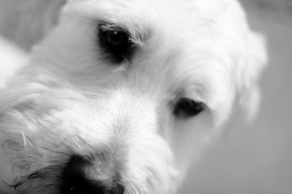 Free Image of Dog in black and white 