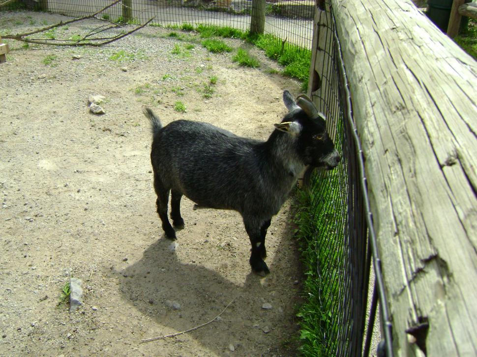 Free Image of Billy Goat 