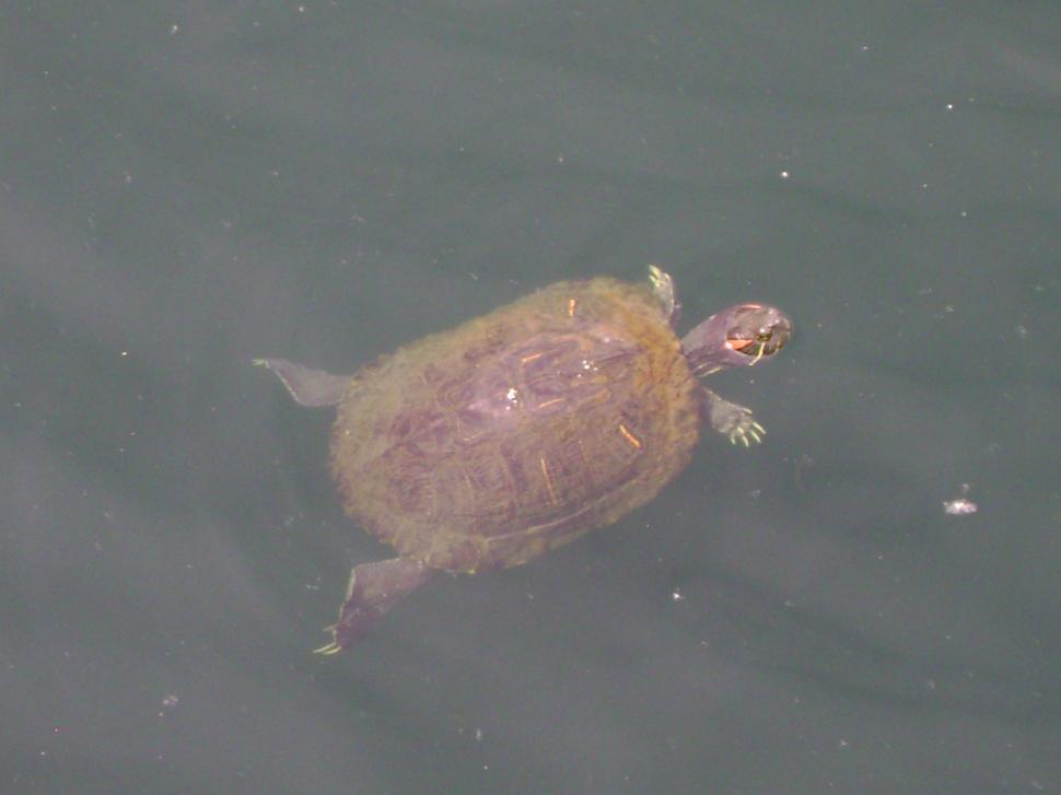 Free Image of Turtle Floating 