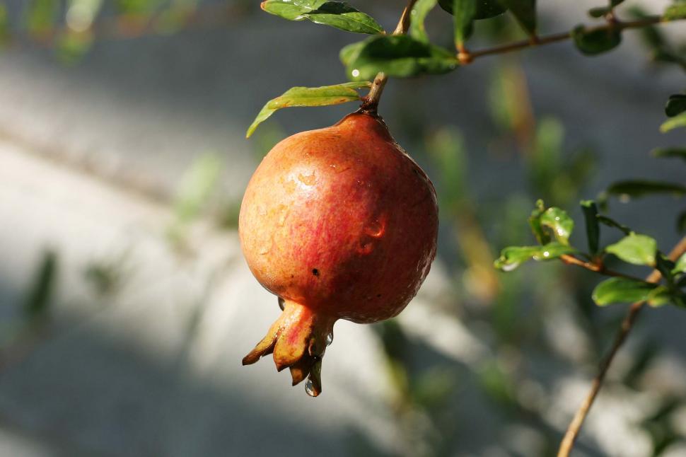 Free Image of Pomegranate on tree 