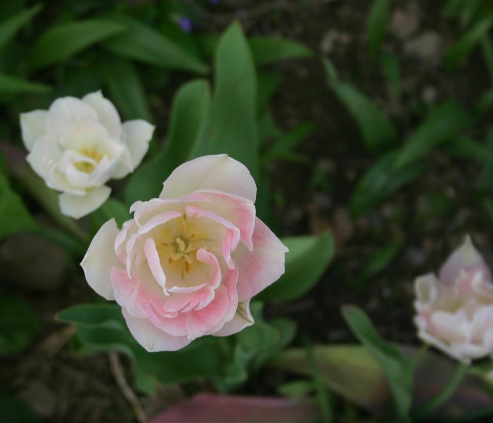 Free Image of Pale pink tulip 