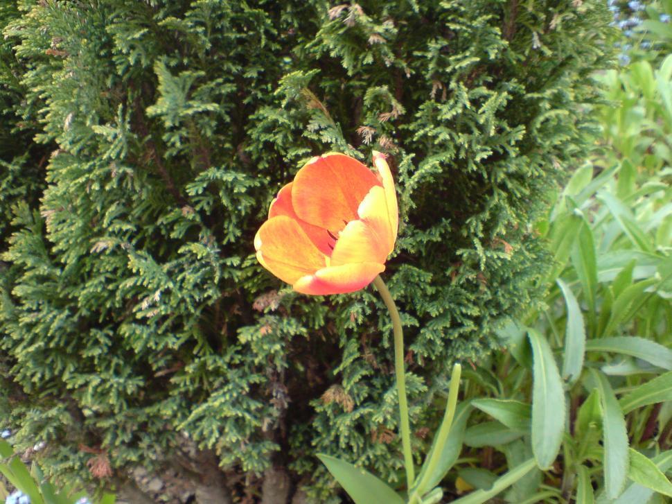 Free Image of Flower - Tulip 