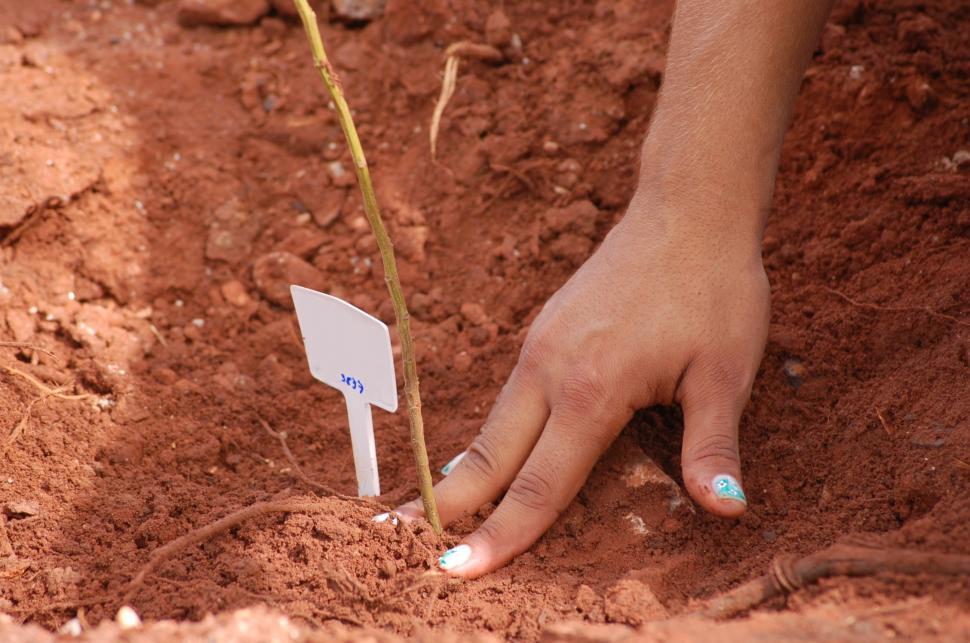 Free Image of Planting a tree 