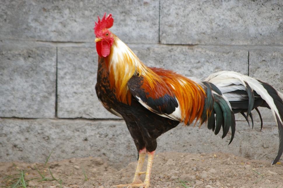 Free Image of Rooster Standing on Top of Dirt Field 