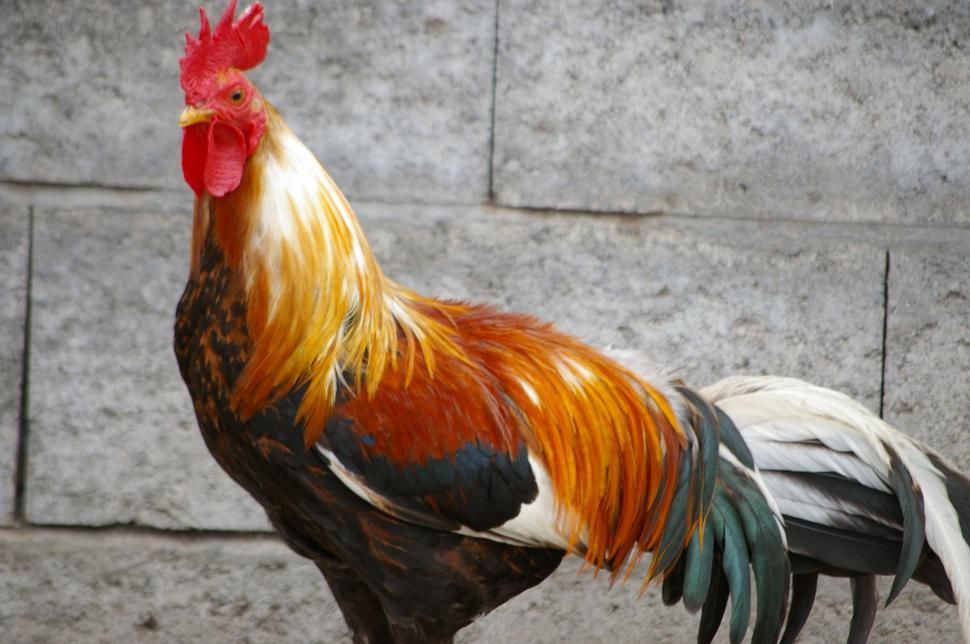 Free Image of Rooster Standing on Top of Cement Wall 