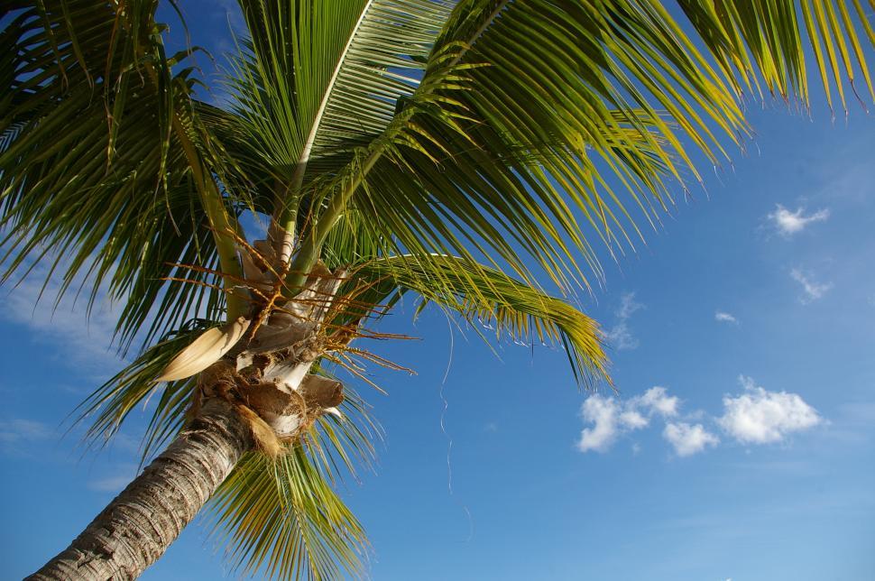 Free Image of palm tree and the sky 