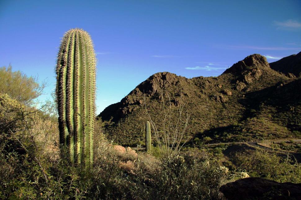 Free Image of sonoran desert tucson saguaro sahuaro cactus landscape valley mountains arizona terrain ocotillo rugged 