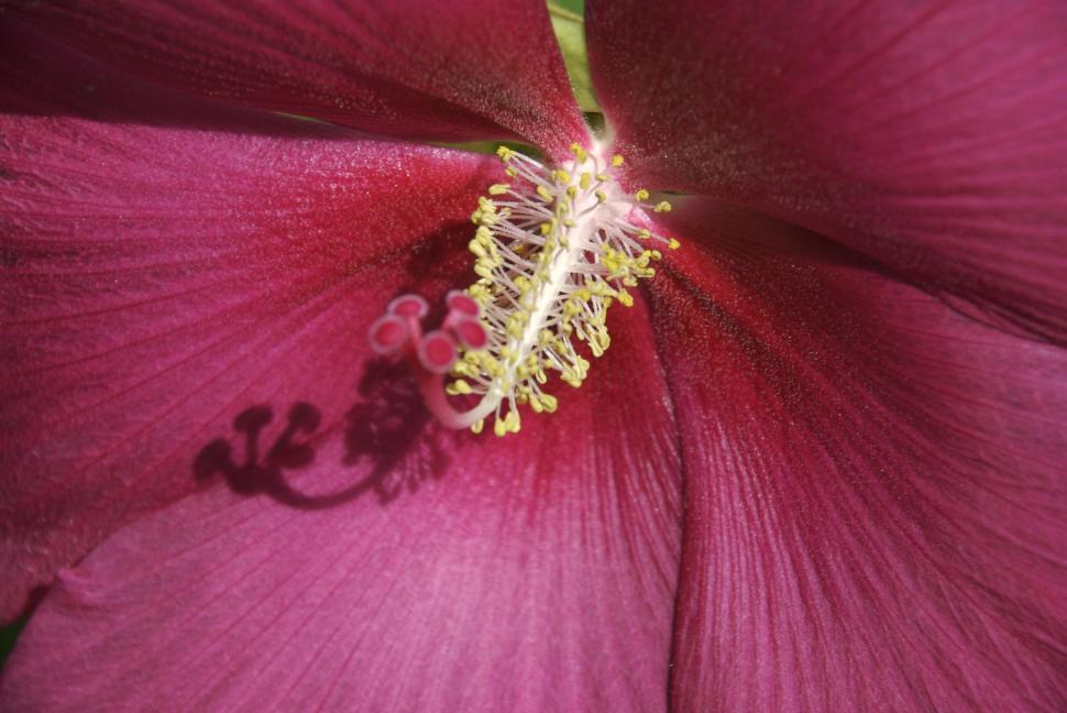 Free Image of Hibiscus Blossom 