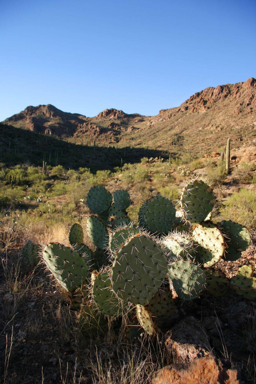 Free Image of sonoran desert tucson saguaro sahuaro cactus landscape dramatic valley mountains rugged terrain prickly pear pads needles spines arizona 