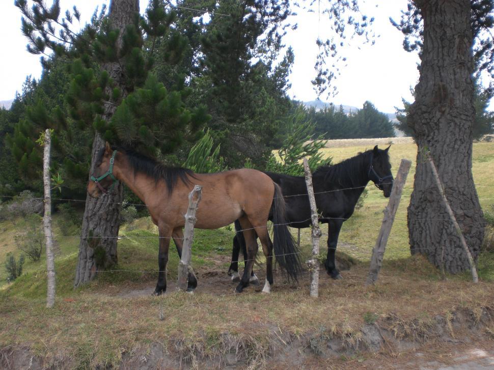 Free Image of two horses 