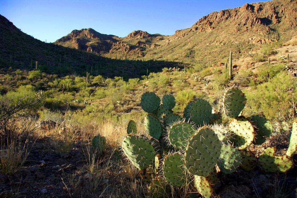 Free Image of sonoran desert tucson saguaro sahuaro cactus landscape valley mountains rugged terrain prickly pear pads spines thorns needles 
