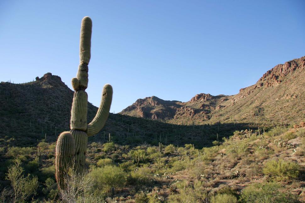 Free Image of sonoran desert tucson saguaro sahuaro cactus landscape valley mountains rugged terrain arizona rocky 