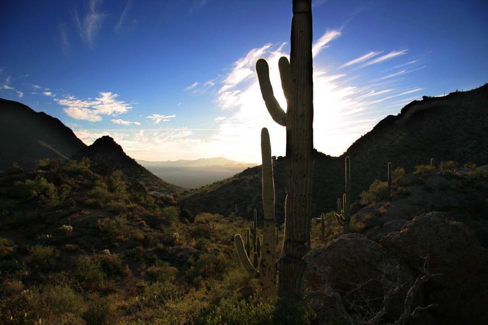 Free Image of Large Cactus Standing Tall in Desert Landscape 