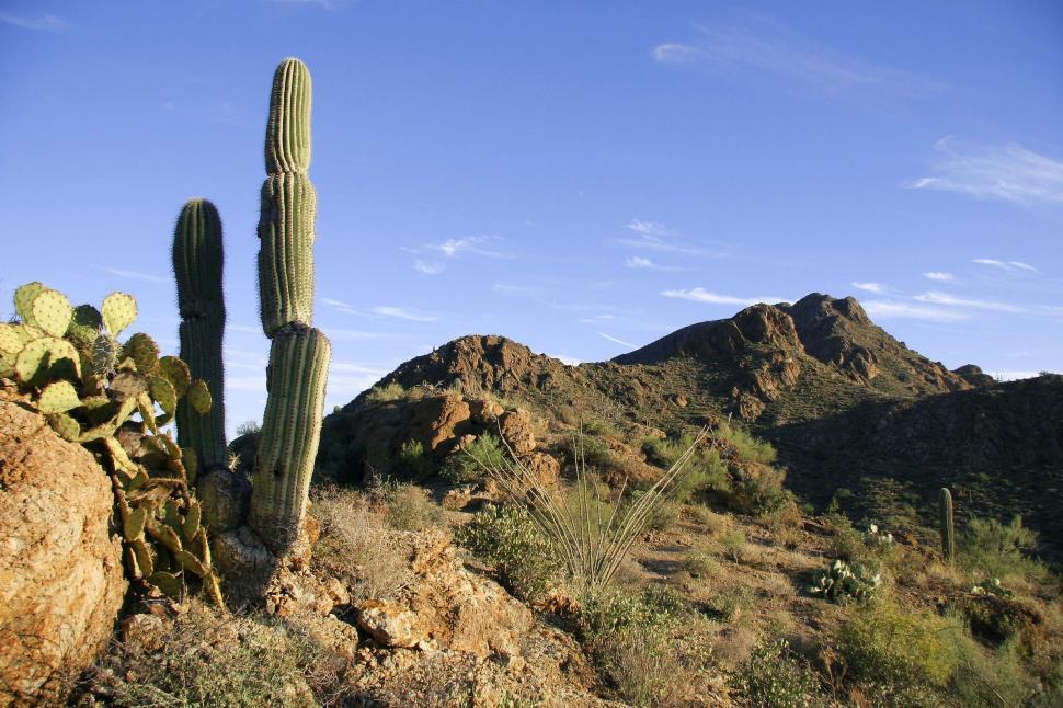 Free Image of sonoran desert tucson saguaro sahuaro cactus landscape valley mountains beautiful beauty rugged terrain arizona ocotillo 