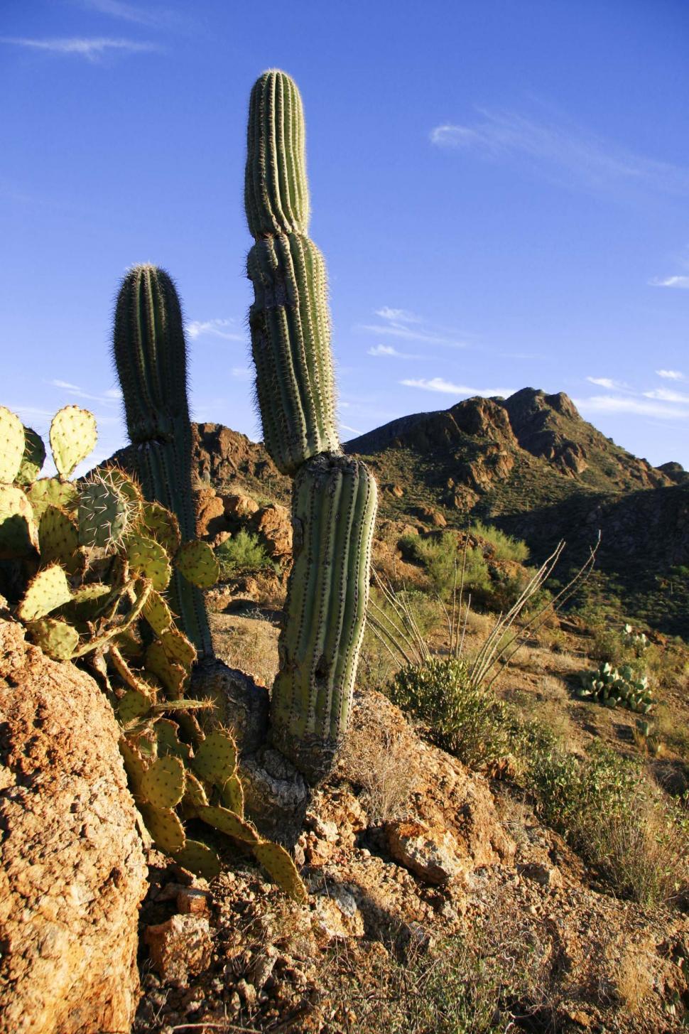 Free Image of sonoran desert tucson saguaro sahuaro cactus landscape valley mountains beautiful beauty rugged terrain arizona 