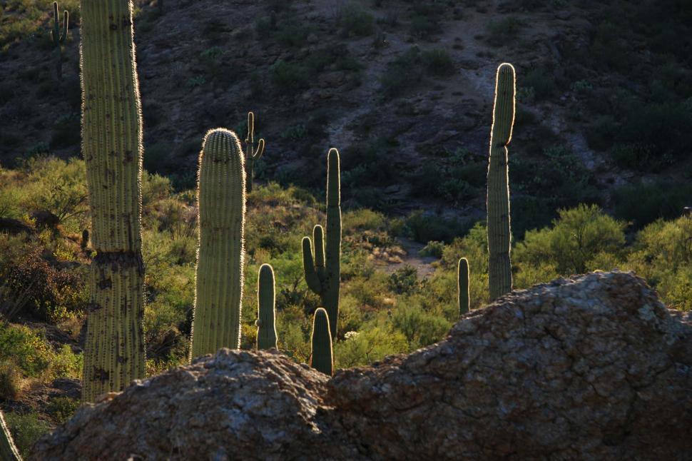Free Image of sonoran desert tucson saguaro sahuaro cactus backlight backlit valley rugged terrain 