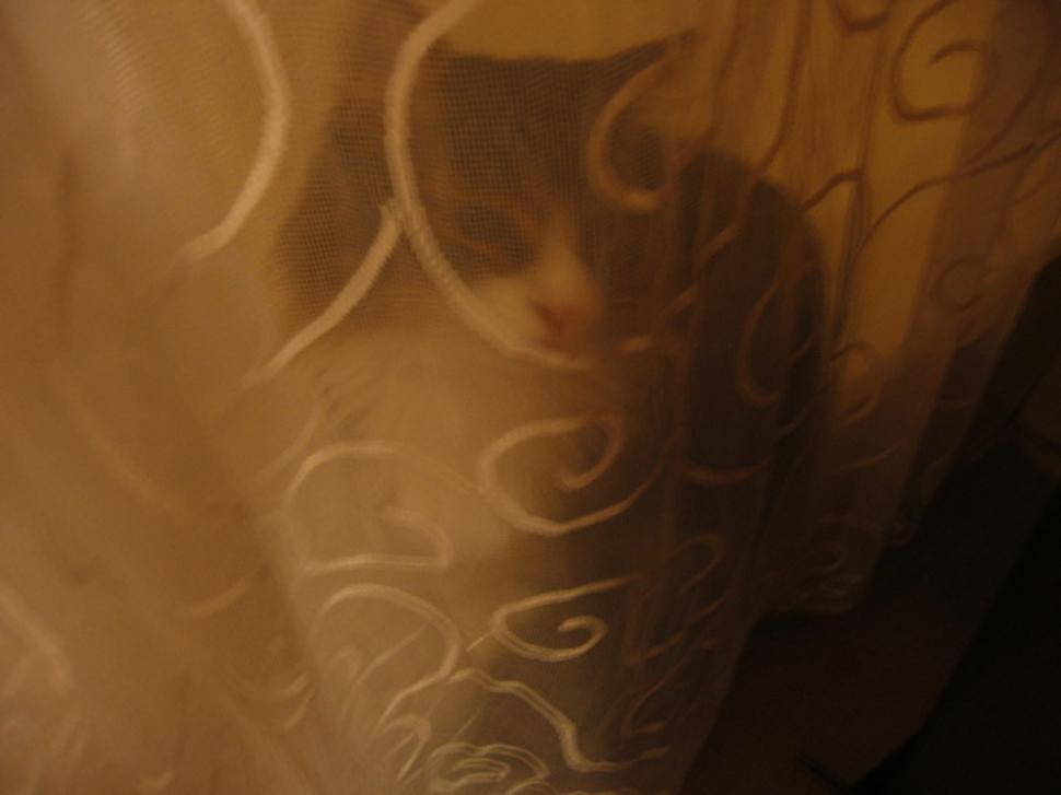 Free Image of Cat behind curtain 