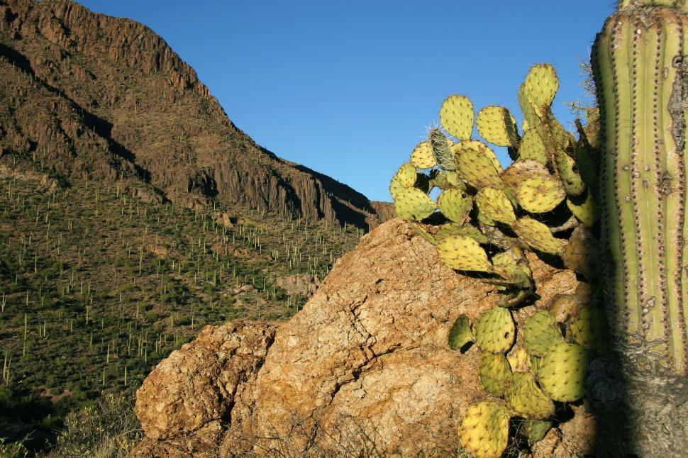 Free Image of sonoran desert tucson saguaro sahuaro cactus landscape valley mountains prickly terrain rugged pear pads rocks 