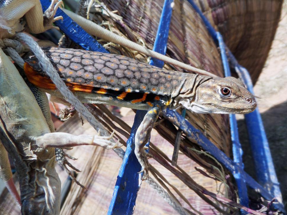 Free Image of Captured butterfly lizards -  Leiolepis belliana 