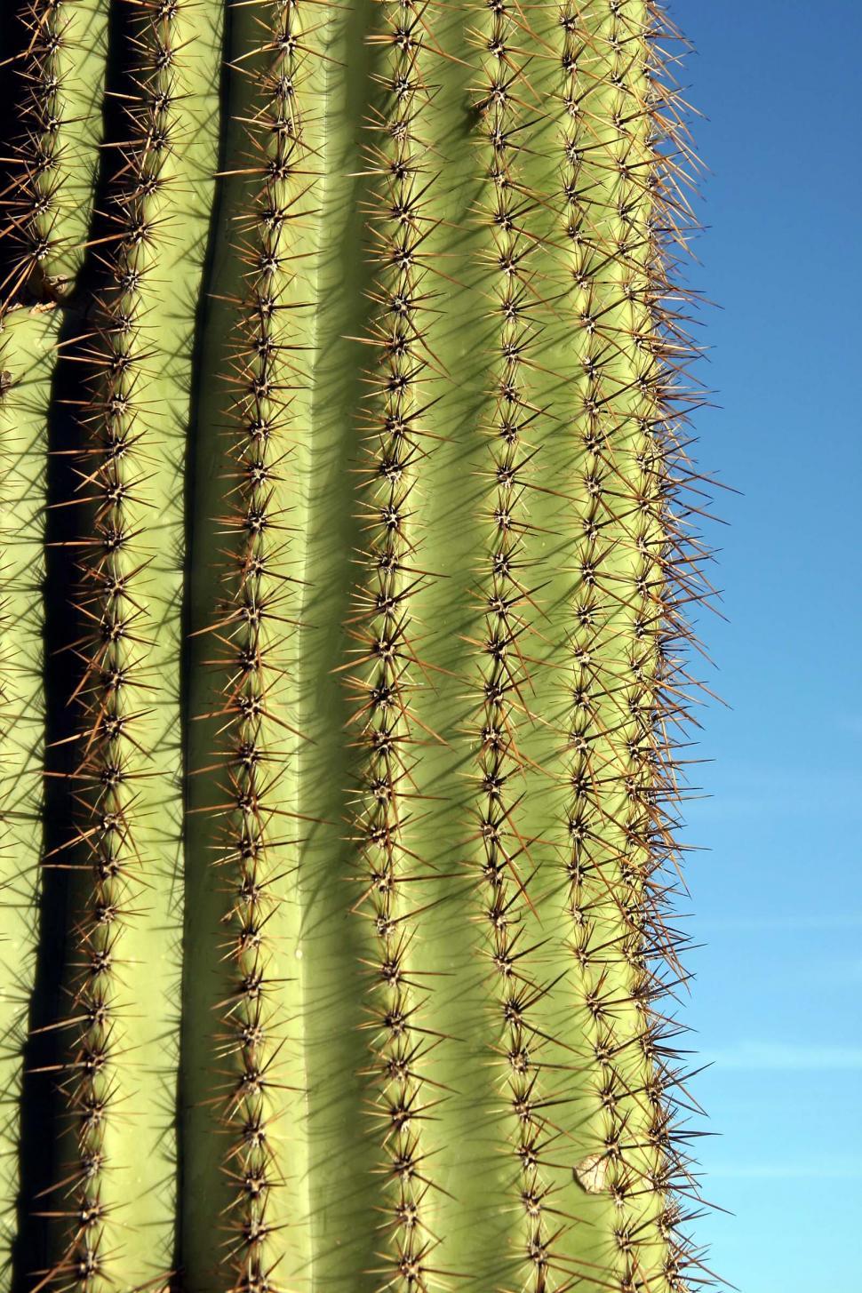 Free Image of sonoran desert tucson saguaro sahuaro cactus silhouette ribs needles spines thorns 