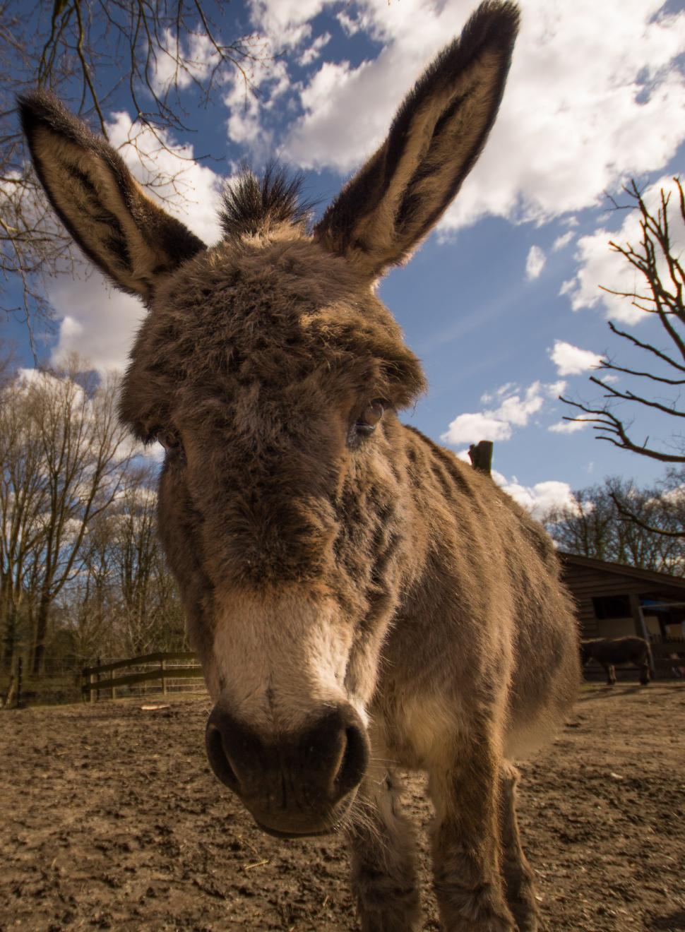Free Image of Donkey Standing in Dirt Field Under Cloudy Blue Sky 