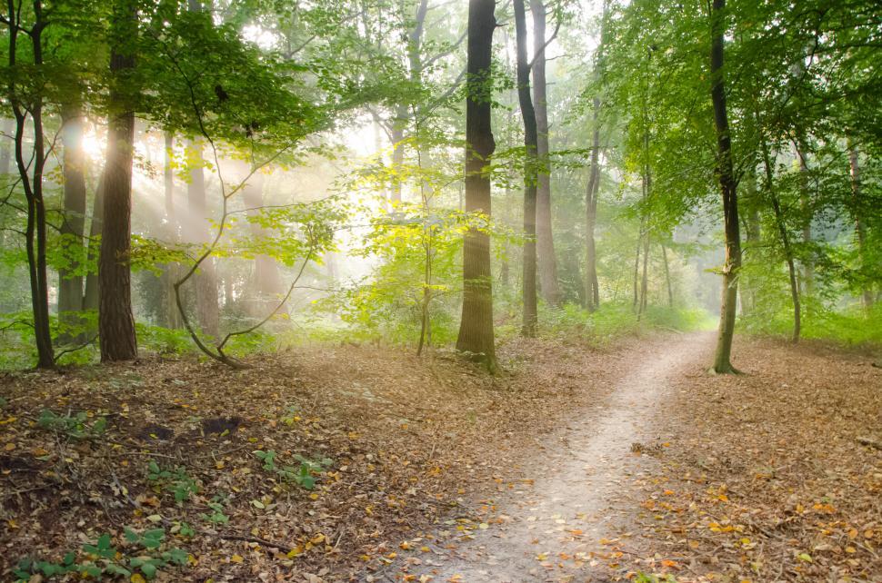 Free Image of forest tree landscape pathway park grass summer natural autumn outdoor trees garden season spring leaf rural plant sky foliage alley environment leaves fall outdoors path wood scenery peaceful scenic 