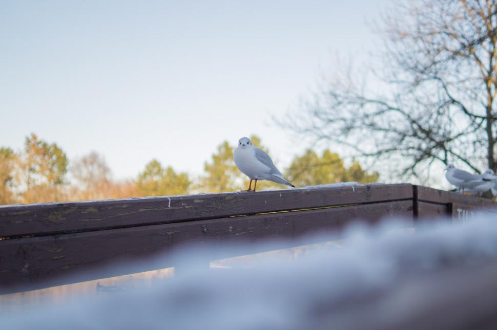 Free Image of Two Birds Perched on Wooden Fence 
