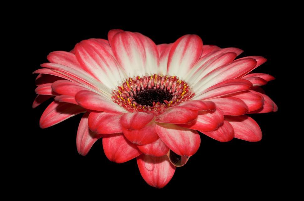 Free Image of Red and White Flower on Black Background 