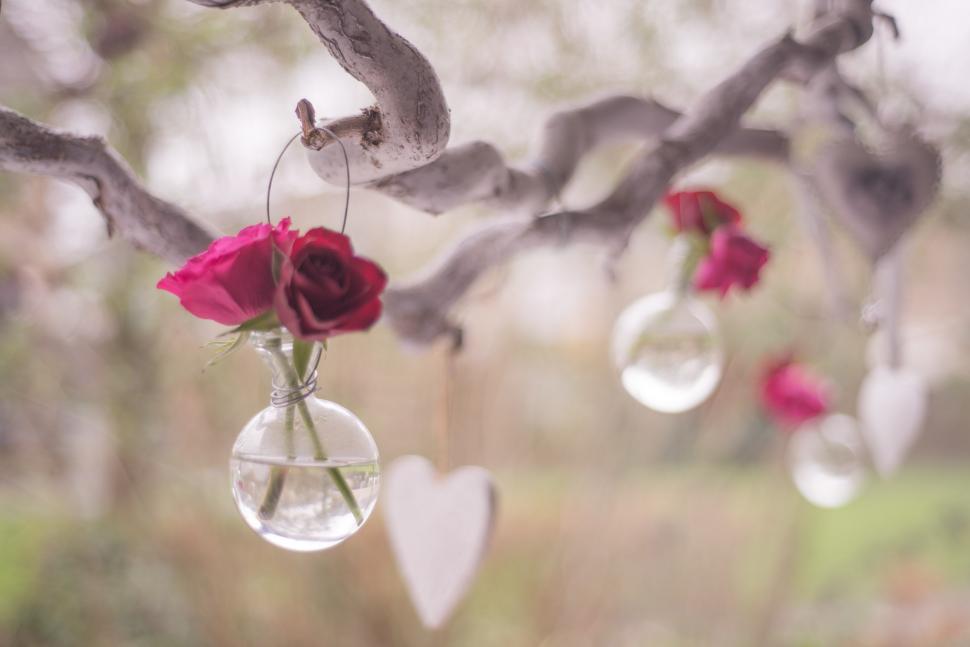 Free Image of Hanging Bunches of Flowers on Tree 
