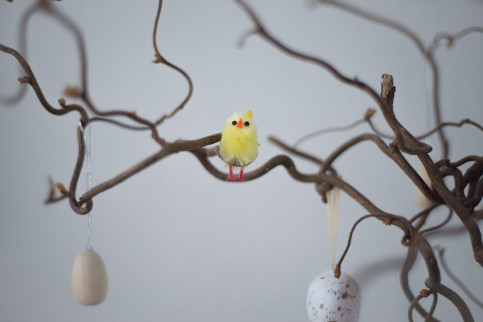Free Image of Yellow Bird Sitting on a Tree Branch 