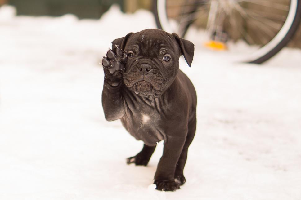 Free Image of Small Black Dog Standing in the Snow 