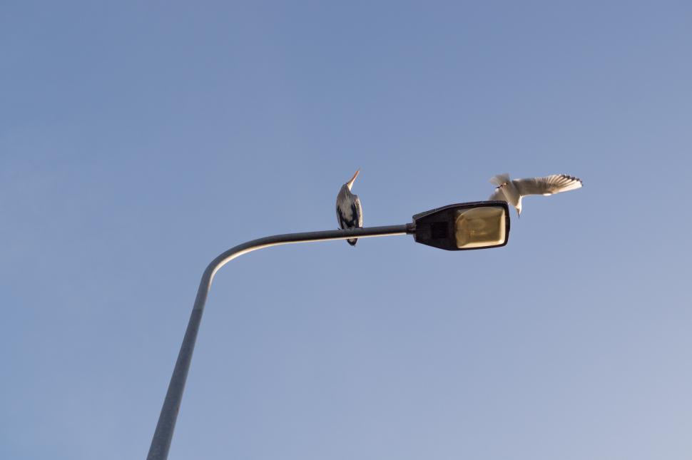 Free Image of Bird Perched on Street Light 