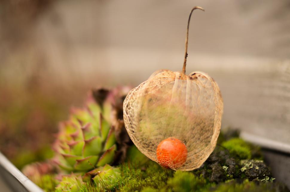 Free Image of fruit acorn food pear snail hemipterous insect 