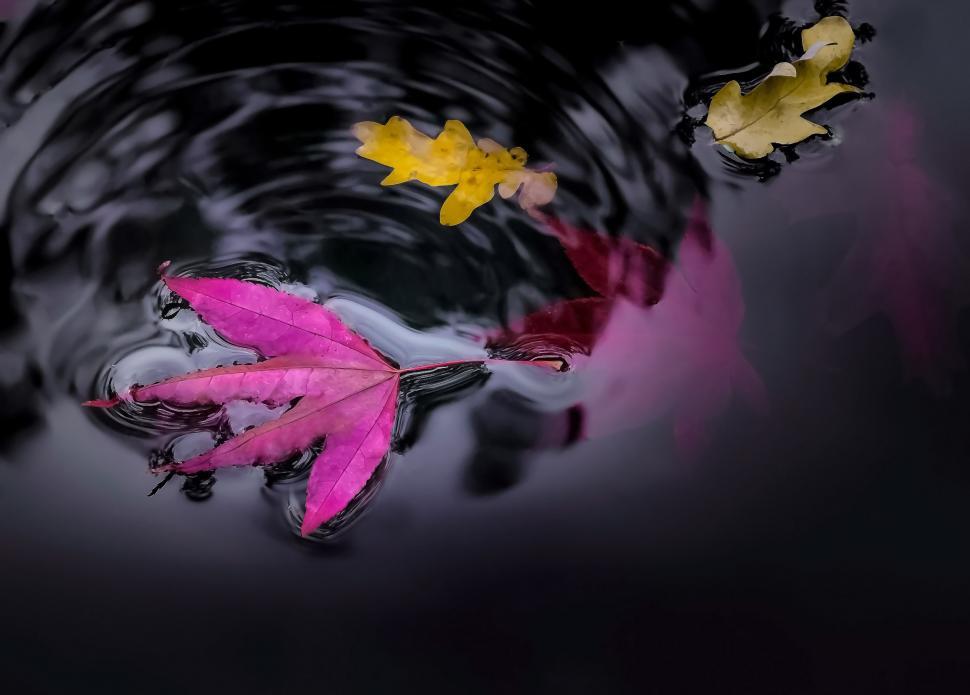 Free Image of Group of Leaves Floating on Body of Water 