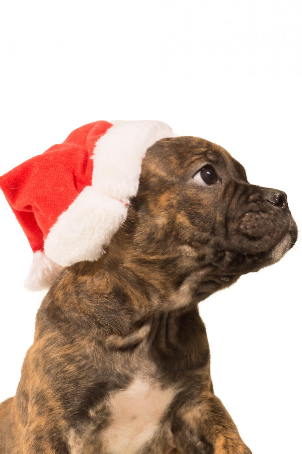 Free Image of Brown and White Dog Wearing Santa Hat 