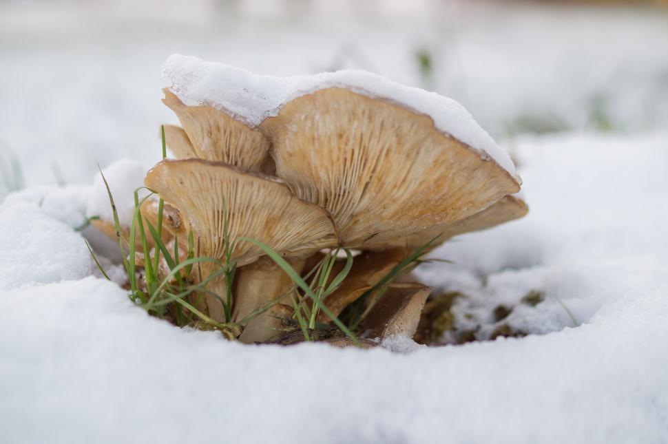 Free Image of Group of Mushrooms on Snow Covered Ground 