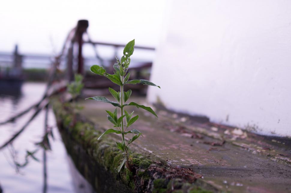 Free Image of Plant Growing Out of Water 