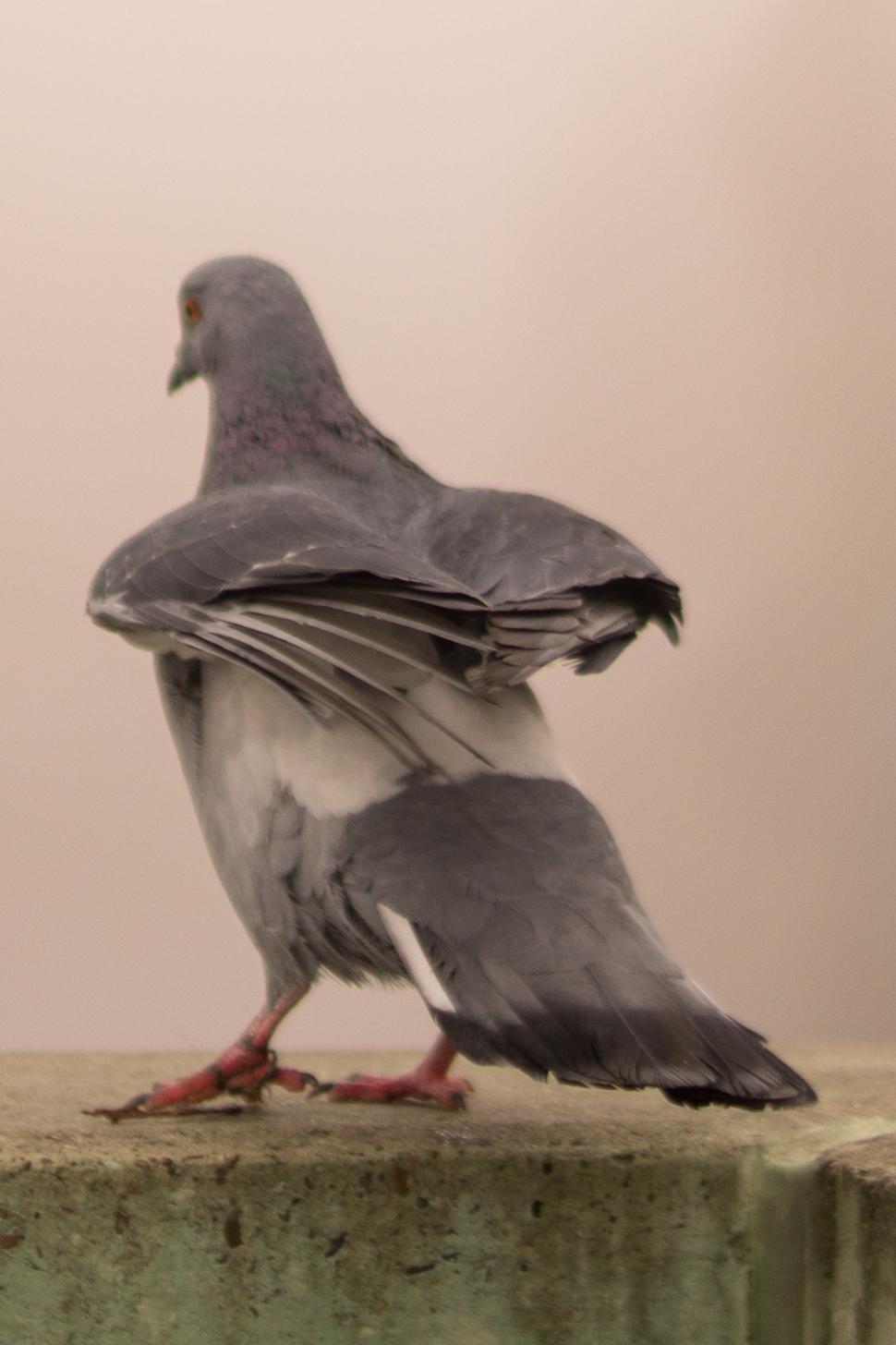 Free Image of Pigeon Sitting on Top of Cement Block 