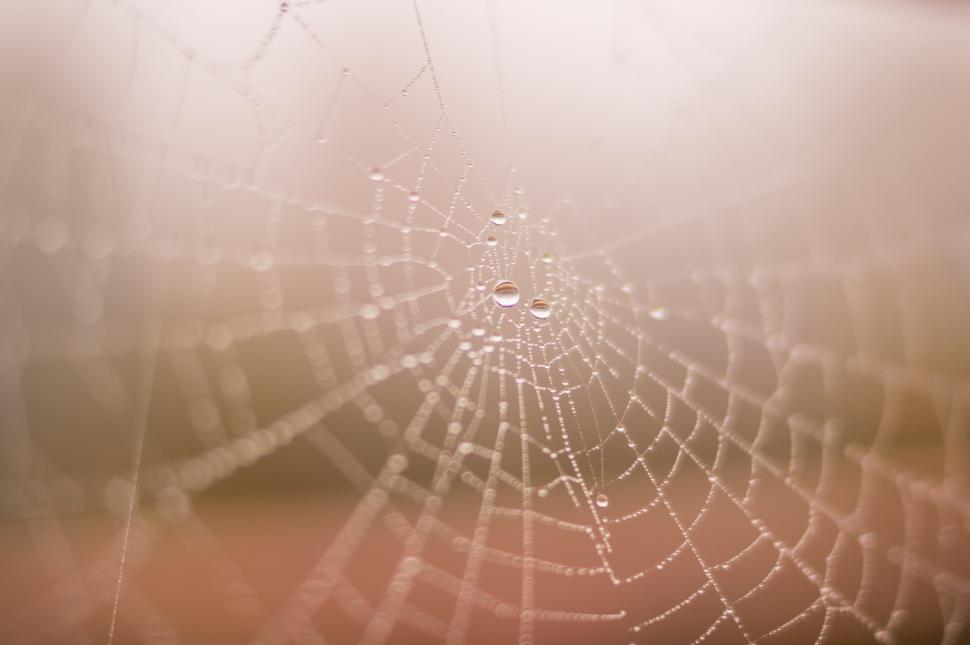 Free Image of Intricate Spider Web Covered in Water Droplets 