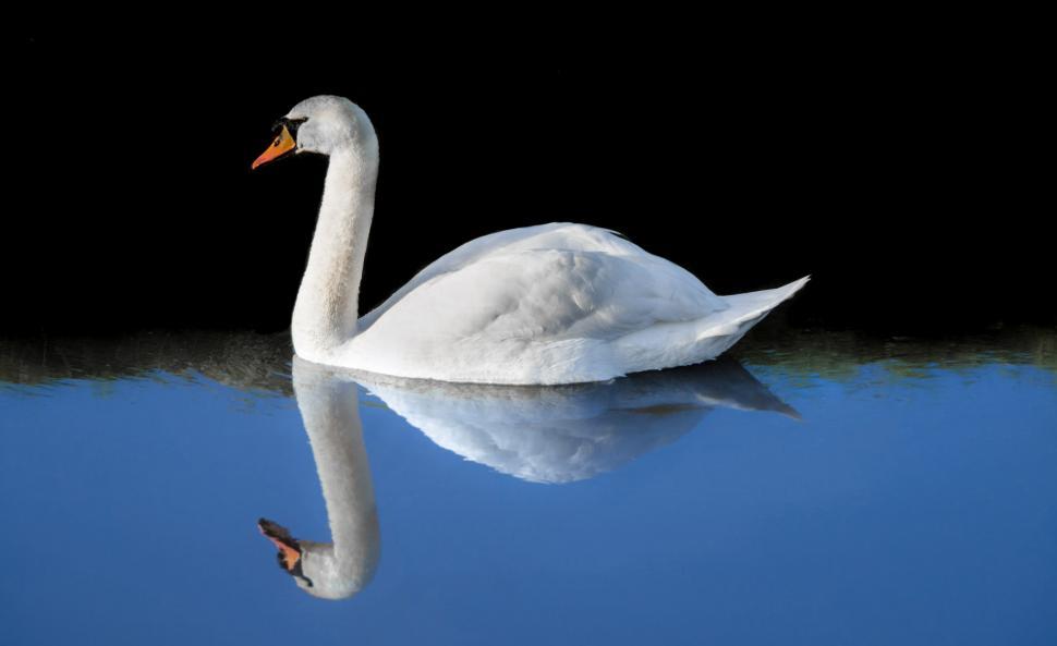Free Image of White Swan Floating on Top of Body of Water 